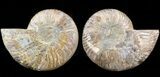 Cut & Polished Ammonite Fossil #42508-1